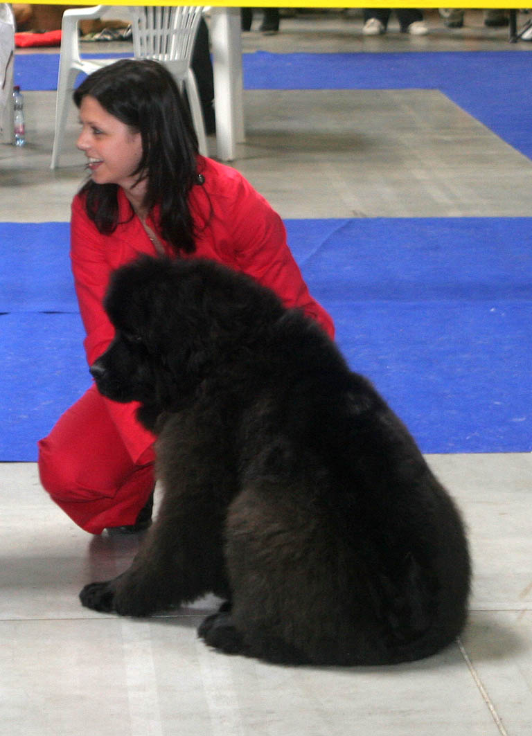 thickish newfoundland oliver stone